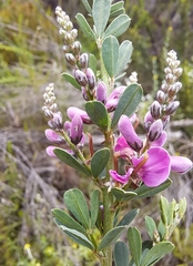 Indigofera denudata