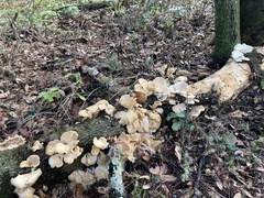 Pleurotus ostreatus