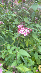 Pentas lanceolata