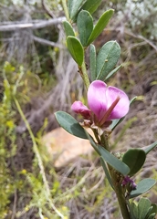 Indigofera denudata