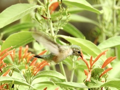 Selasphorus calliope