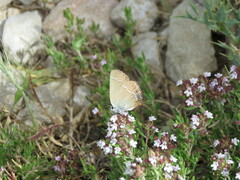 Satyrium spini