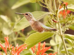 Selasphorus calliope