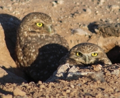 Athene cunicularia hypugaea