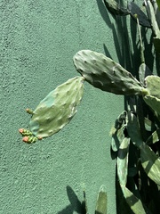 Opuntia cochenillifera