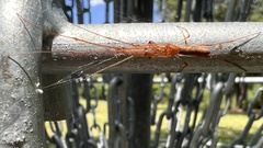 Tetragnatha versicolor