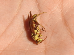 Polistes apachus