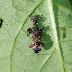 Cephalotes umbraculatus