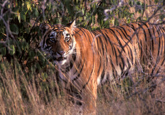 Panthera tigris tigris