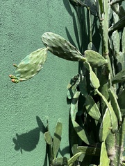 Opuntia cochenillifera