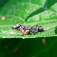 Cephalotes umbraculatus