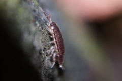 Chaetophiloscia elongata