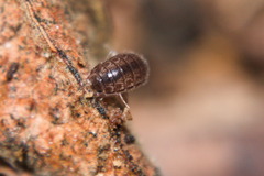 Chaetophiloscia elongata