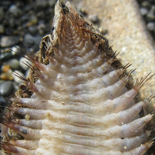 Aphrodita talpa