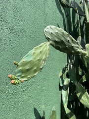 Opuntia cochenillifera