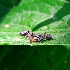 Cephalotes umbraculatus