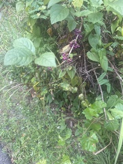 Callicarpa americana