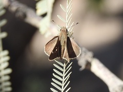 Lerodea eufala eufala