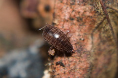 Chaetophiloscia elongata
