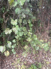 Vitis rotundifolia