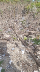 Vitex rotundifolia