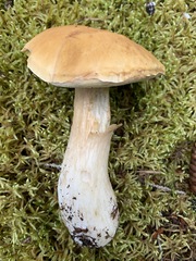 Boletus chippewaensis