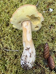Boletus chippewaensis
