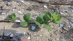 Vitex rotundifolia