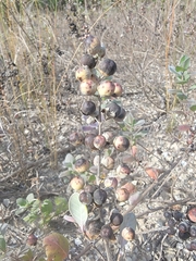 Vitex rotundifolia