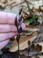 Galearis spectabilis