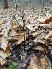 Galearis spectabilis