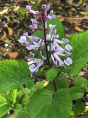 Plectranthus
