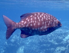 Kyphosus cinerascens