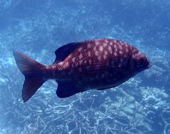 Kyphosus cinerascens