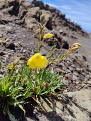 Oenothera stricta