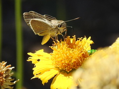 Lerodea eufala eufala