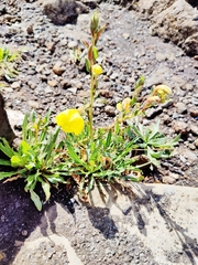 Oenothera stricta