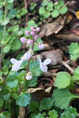 Plectranthus verticillatus