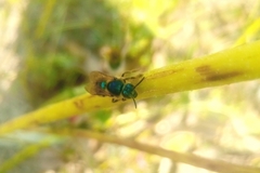 Paragapostemon coelestinus