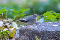 Motacilla cinerea