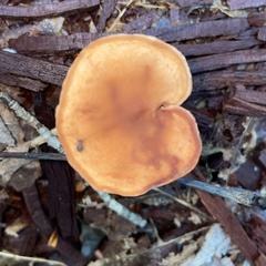 Lactarius camphoratus