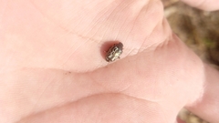 Zygogramma piceicollis