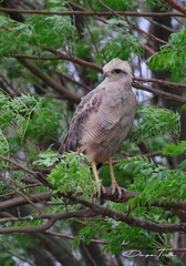Buteogallus meridionalis
