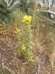 Bellardia viscosa