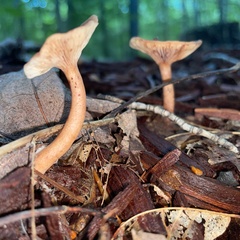 Lactarius camphoratus