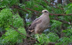 Buteogallus meridionalis