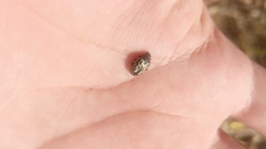 Zygogramma piceicollis