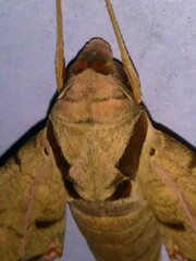 Protambulyx strigilis