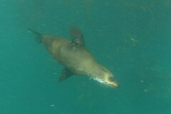 Arctocephalus pusillus pusillus