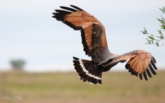 Buteogallus meridionalis